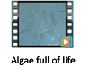 Algae full of life video